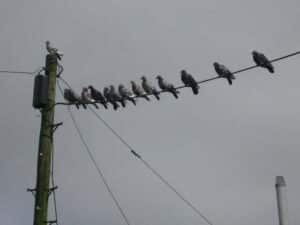 birds-on-wire-uk